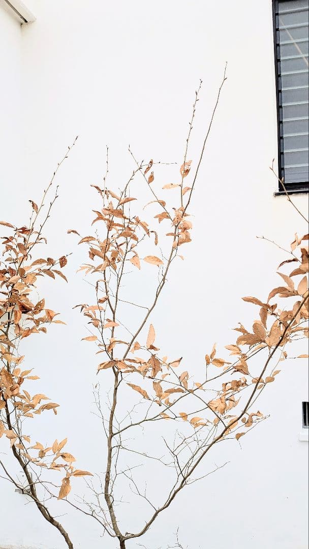 素性抜群。山採りヤマコウバシ。