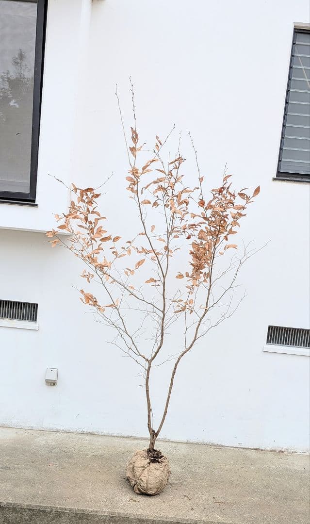 素性抜群。山採りヤマコウバシ。