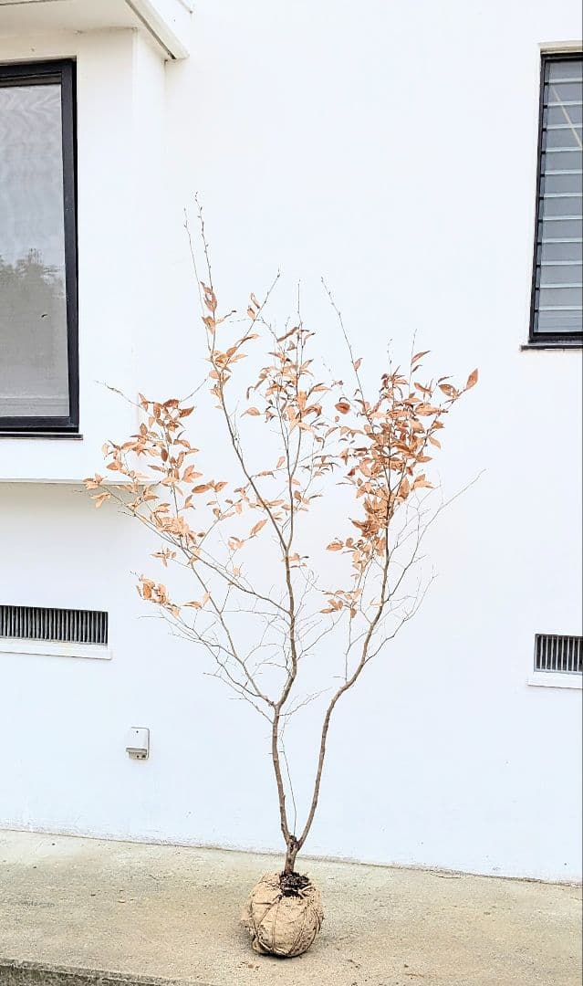 素性抜群。山採りヤマコウバシ。