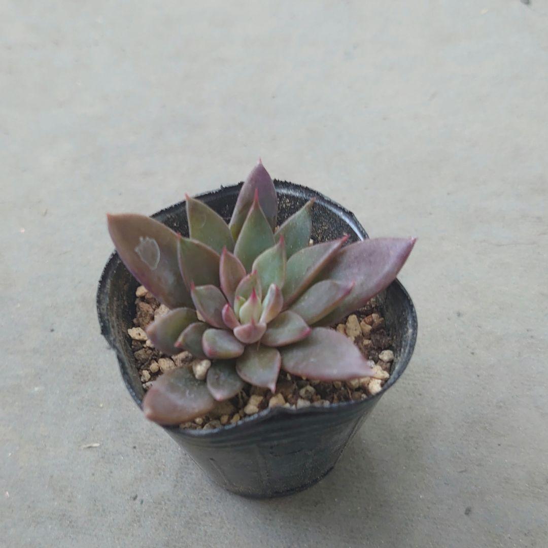 ロメオ×銀天女 多肉 抜き苗