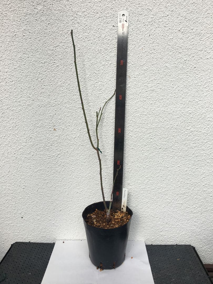 かおりんご　おまとめ２点