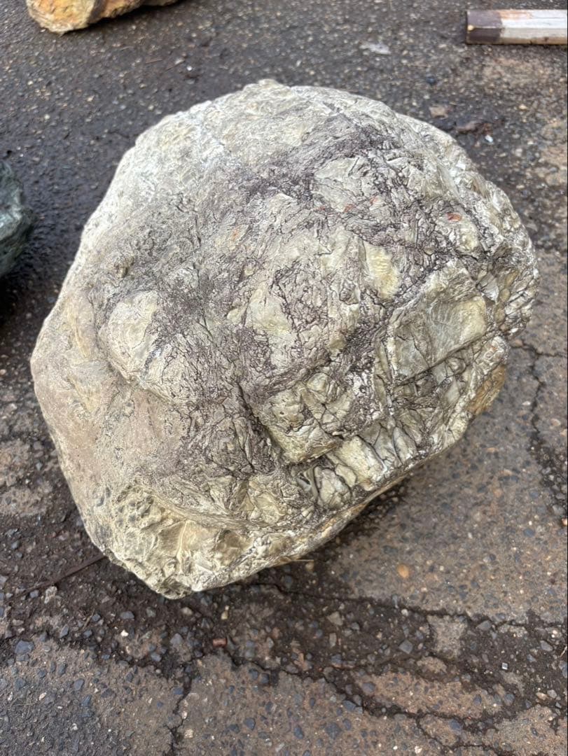 小滝川採取 天然石 庭石 約60cm級 真贋不明