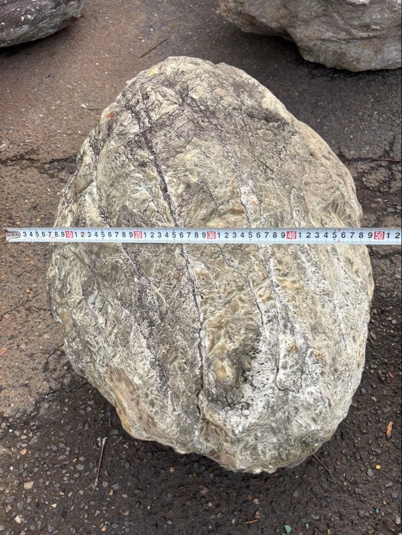 小滝川採取 天然石 庭石 約60cm級 真贋不明