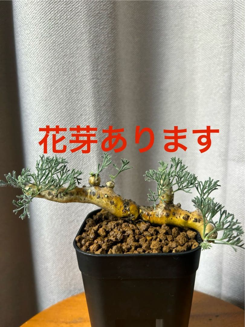 良型発根3サルコカウロン ムルチフィズム モンソニア ムルチフィダペラルゴニウム