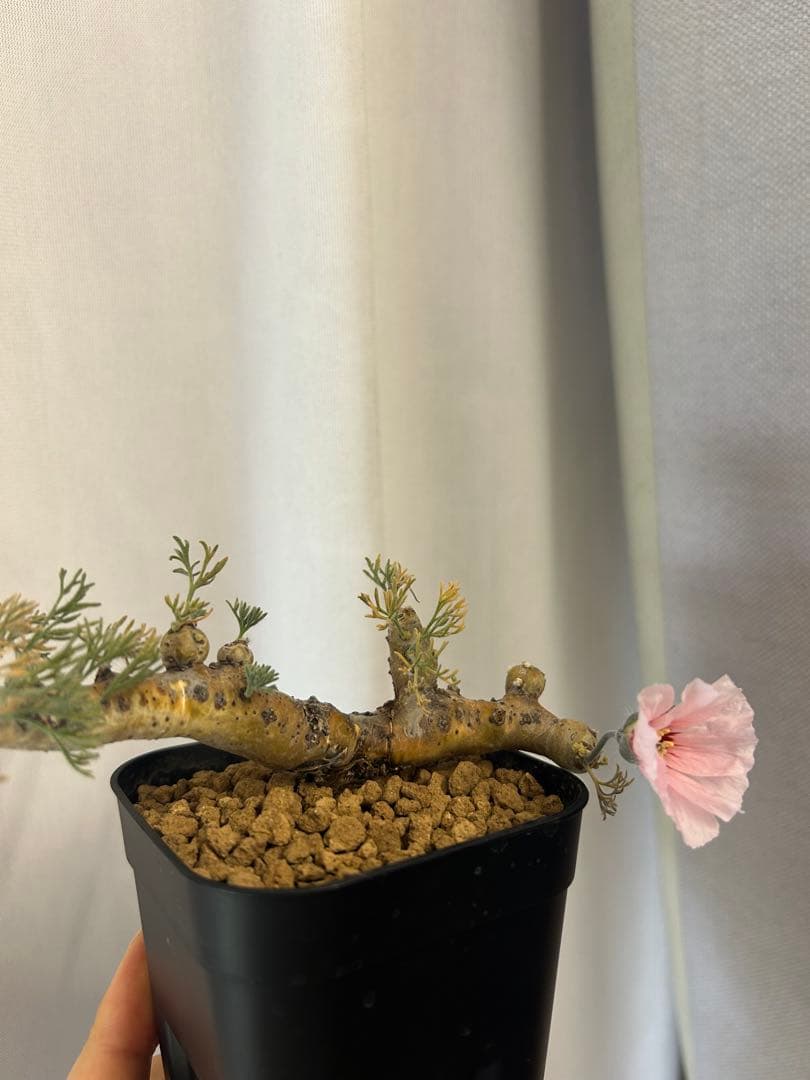 良型発根3サルコカウロン ムルチフィズム モンソニア ムルチフィダペラルゴニウム