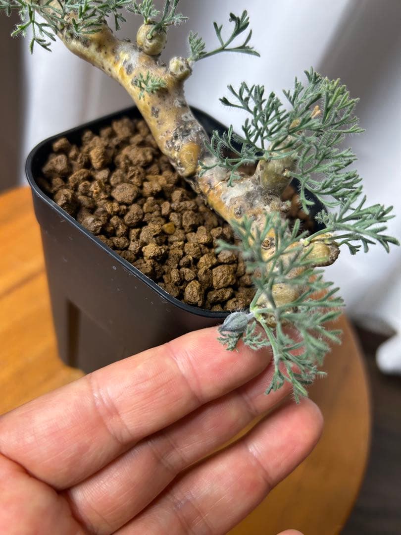 良型発根3サルコカウロン ムルチフィズム モンソニア ムルチフィダペラルゴニウム