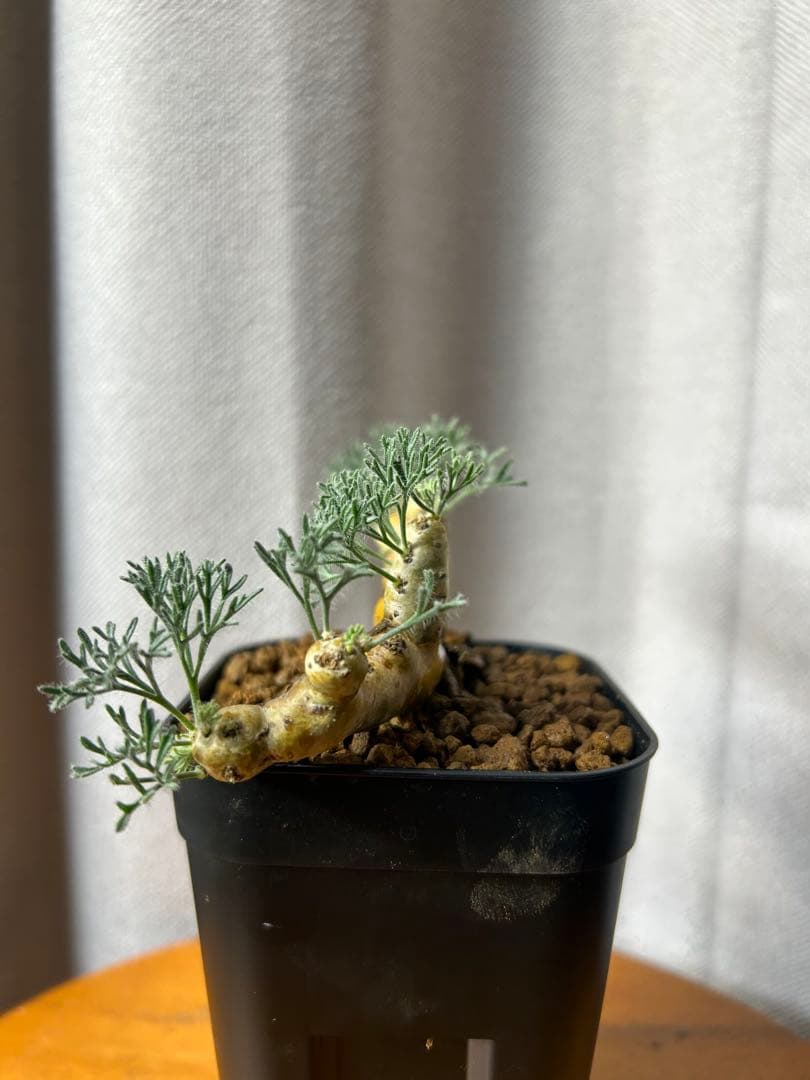 良型発根3サルコカウロン ムルチフィズム モンソニア ムルチフィダペラルゴニウム