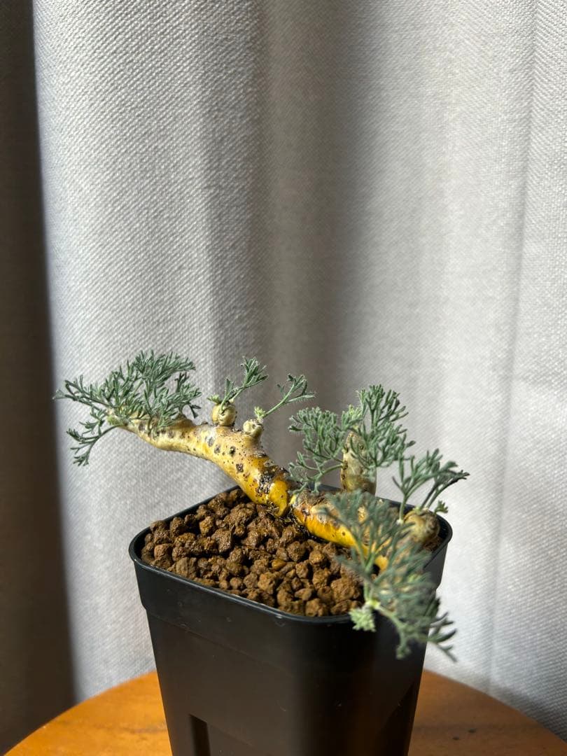 良型発根3サルコカウロン ムルチフィズム モンソニア ムルチフィダペラルゴニウム