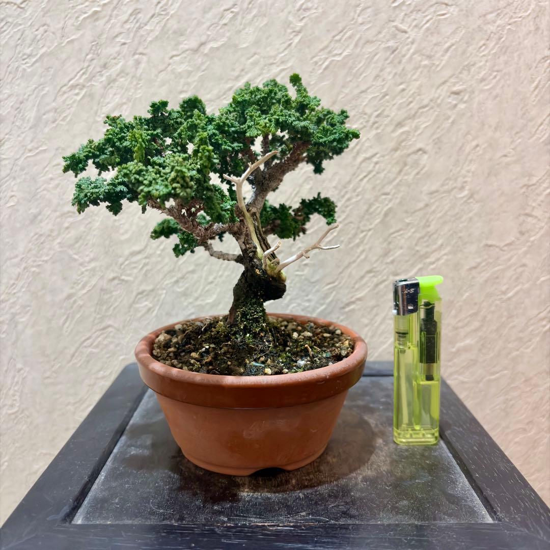 樹高12㎝　石化ヒノキ　檜　小品盆栽　真柏　黒松　五葉松　楓　桜　梅