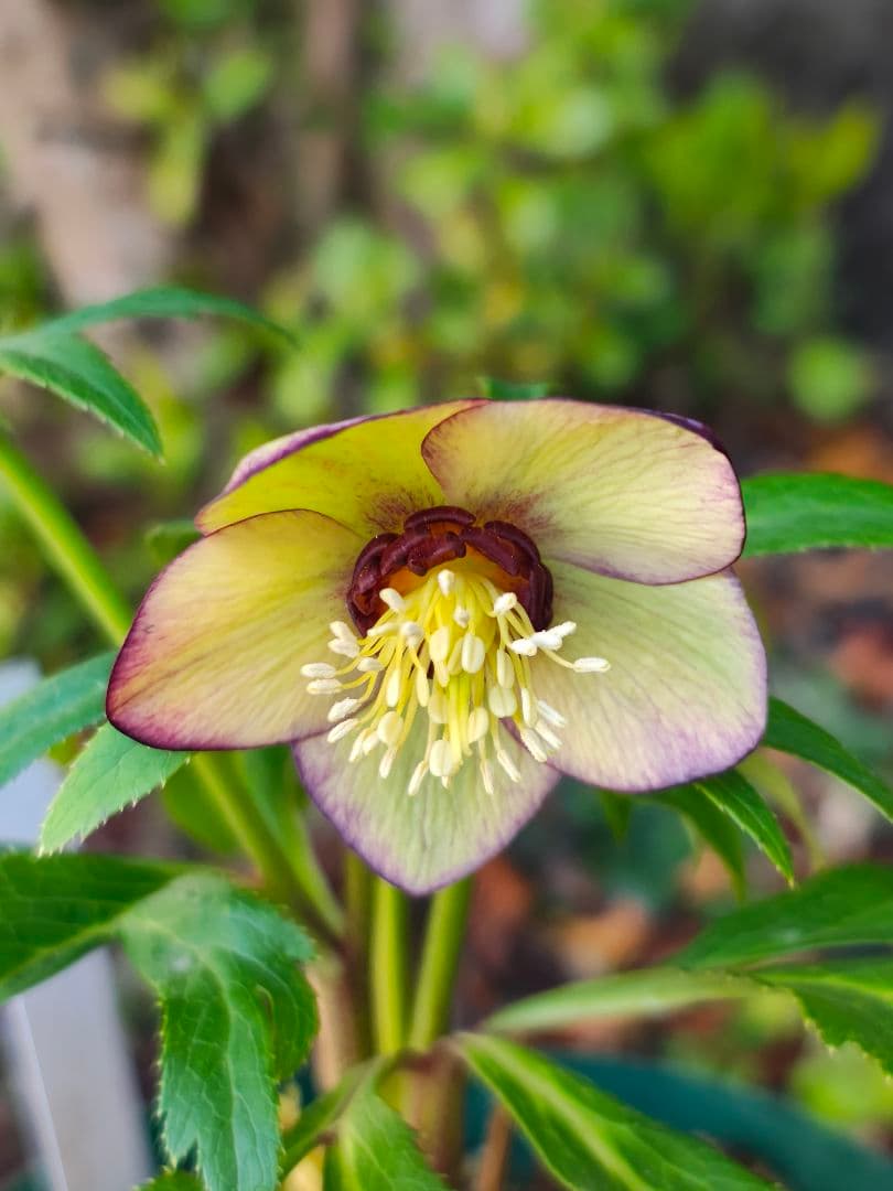 クリスマスローズ　大木ナーサリー　原種交配　超小輪