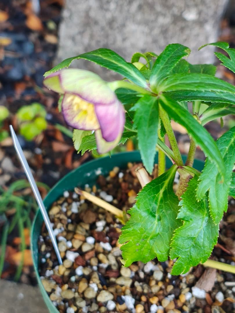 クリスマスローズ　大木ナーサリー　原種交配　超小輪