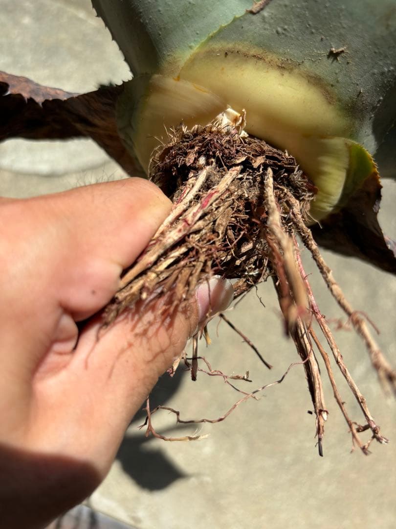 2 アガベ パリーハイブリッド ホーチエンシス×オバティフォリア