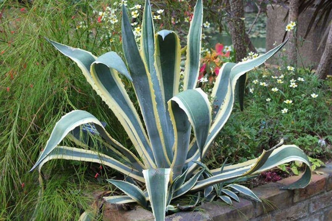 アガベG アメリカーナ バリエガータ 斑入り リュウゼツラン - メルカリ