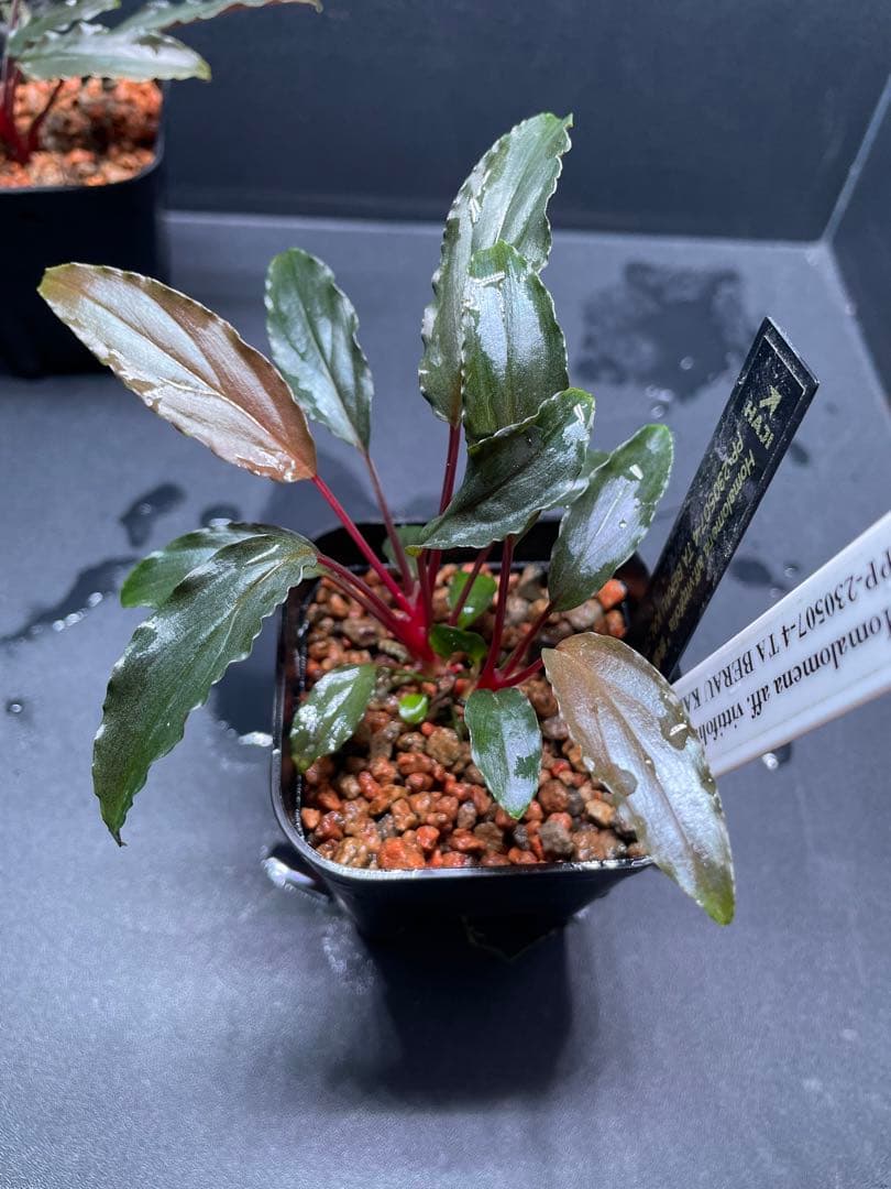 Homalomena aff. vittifolia \"赤備\" 　赤軸選抜　2株