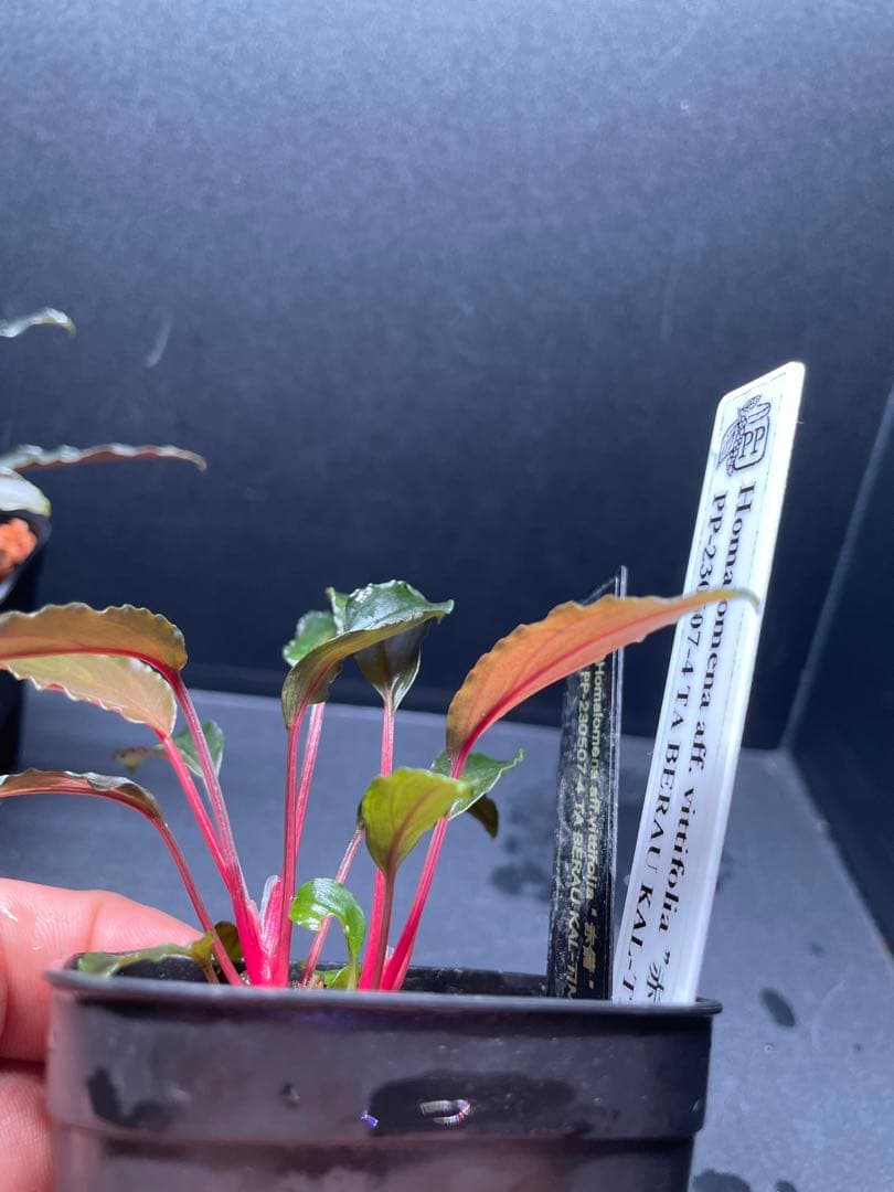 Homalomena aff. vittifolia \"赤備\" 　赤軸選抜　2株