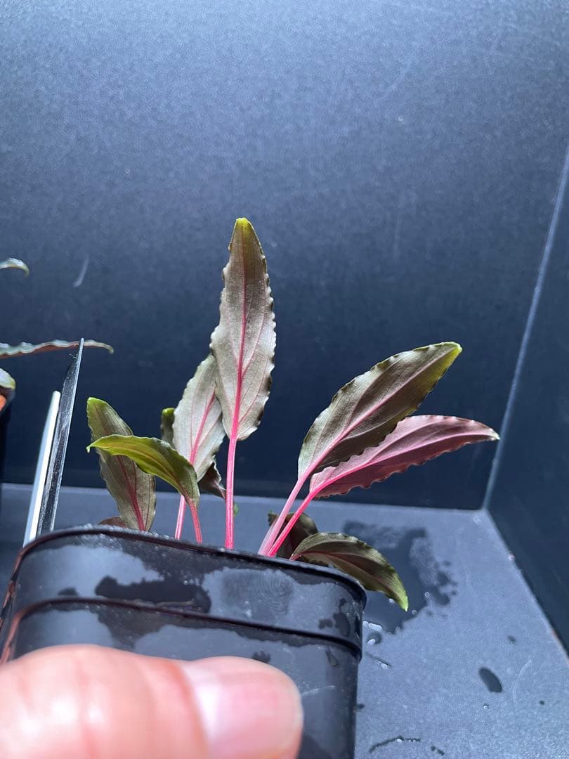 Homalomena aff. vittifolia \"赤備\" 　赤軸選抜　2株