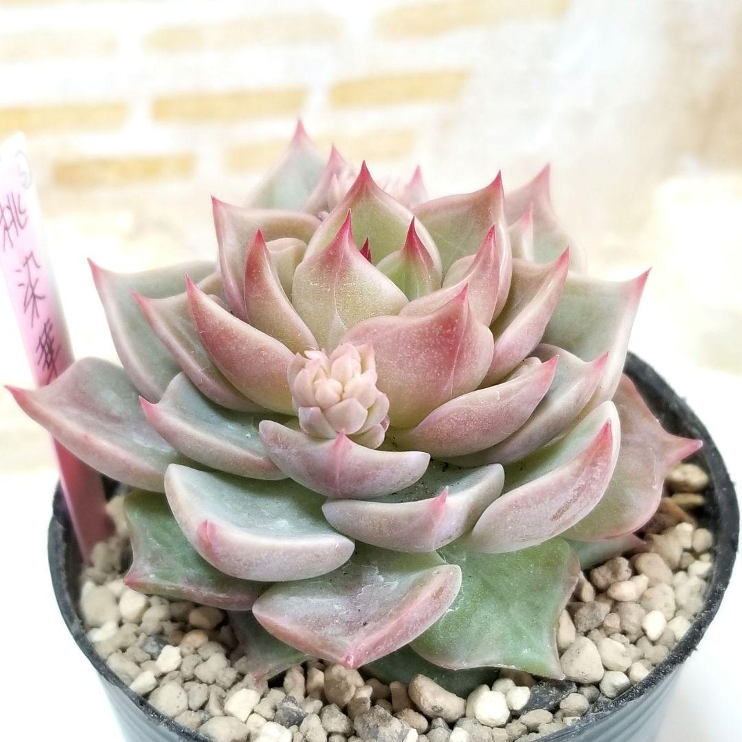 花芽付き 大きめ 桃染華 ⑥ 抜き苗 おらいさん 多肉植物 札なし 6cm