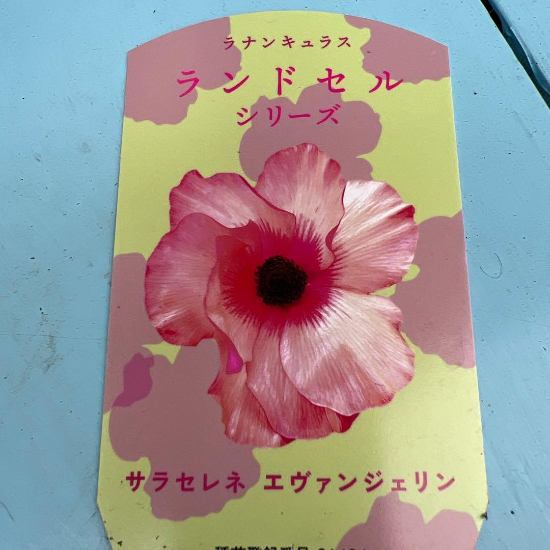 ラナンキュラスラックス❁⃘*.゜エヴァンジェリン - メルカリ