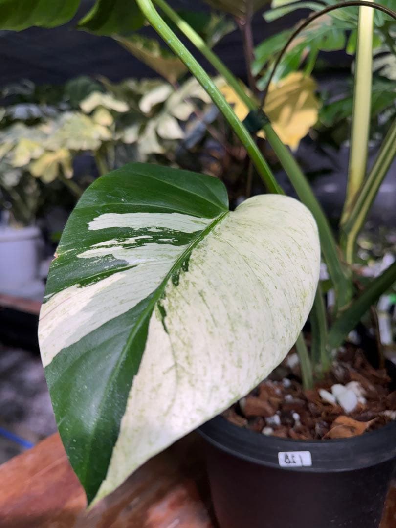 BS1モンステラ　ボルギシアナ　x デリシオーサ　ミント　美株