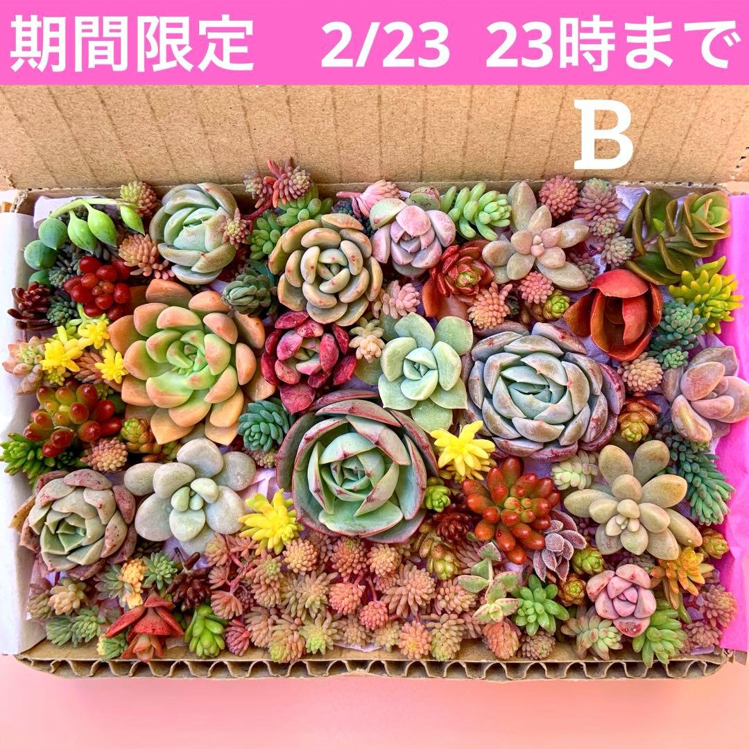 多肉植物 カット苗 詰め合わせ 寄せ植えセット エケベリア セダム 箱