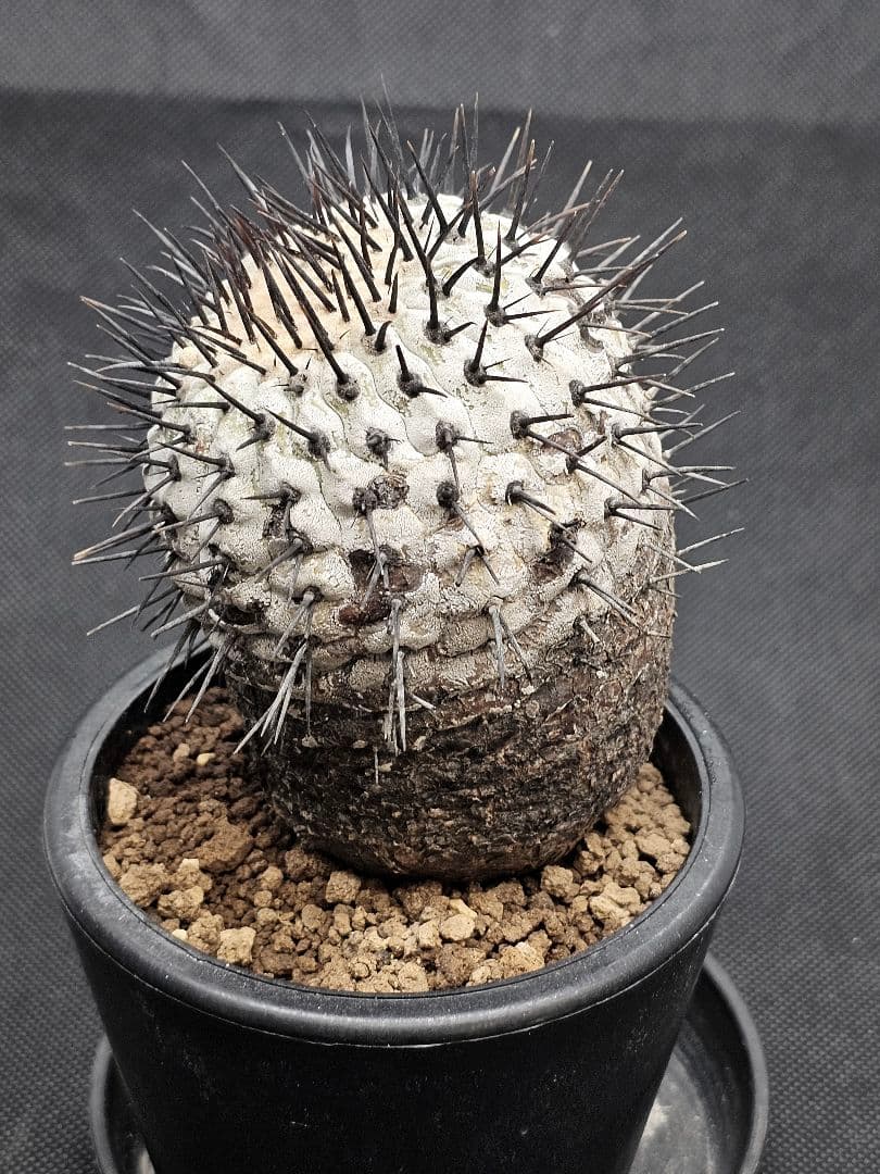MIRAIコピアポア コルムナアルバ 　Copiapoa 　弧竜丸　現地