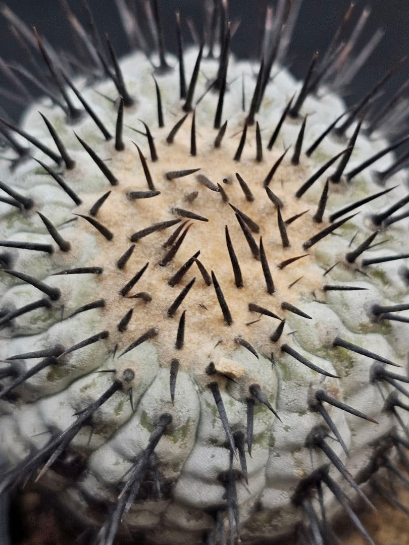 MIRAIコピアポア コルムナアルバ 　Copiapoa 　弧竜丸　現地