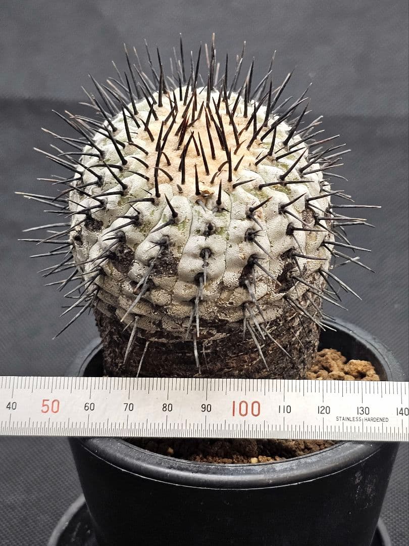 MIRAIコピアポア コルムナアルバ 　Copiapoa 　弧竜丸　現地