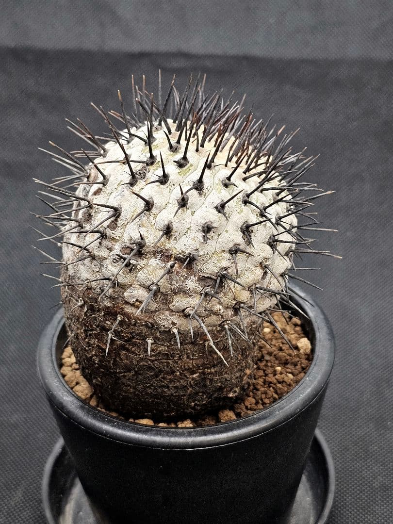 MIRAIコピアポア コルムナアルバ 　Copiapoa 　弧竜丸　現地