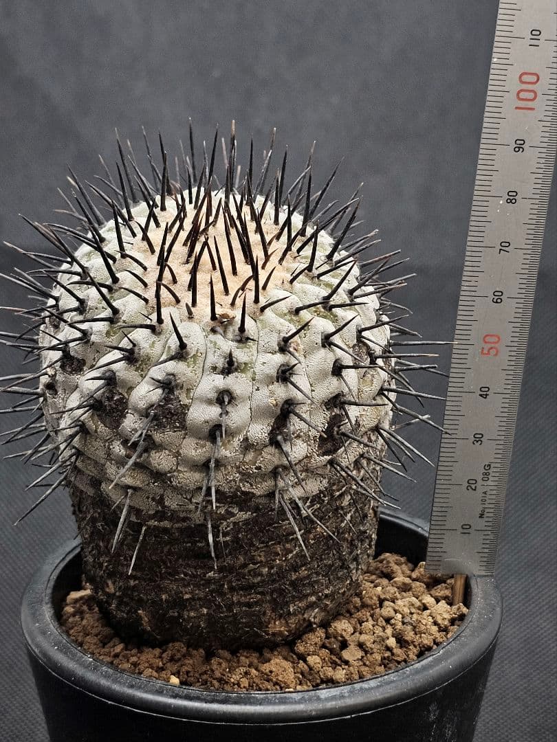 MIRAIコピアポア コルムナアルバ 　Copiapoa 　弧竜丸　現地