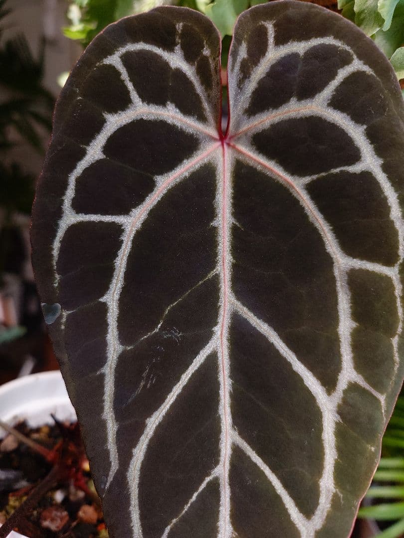 その他観葉植物 A.Red Crystallinum x Carlablackiae