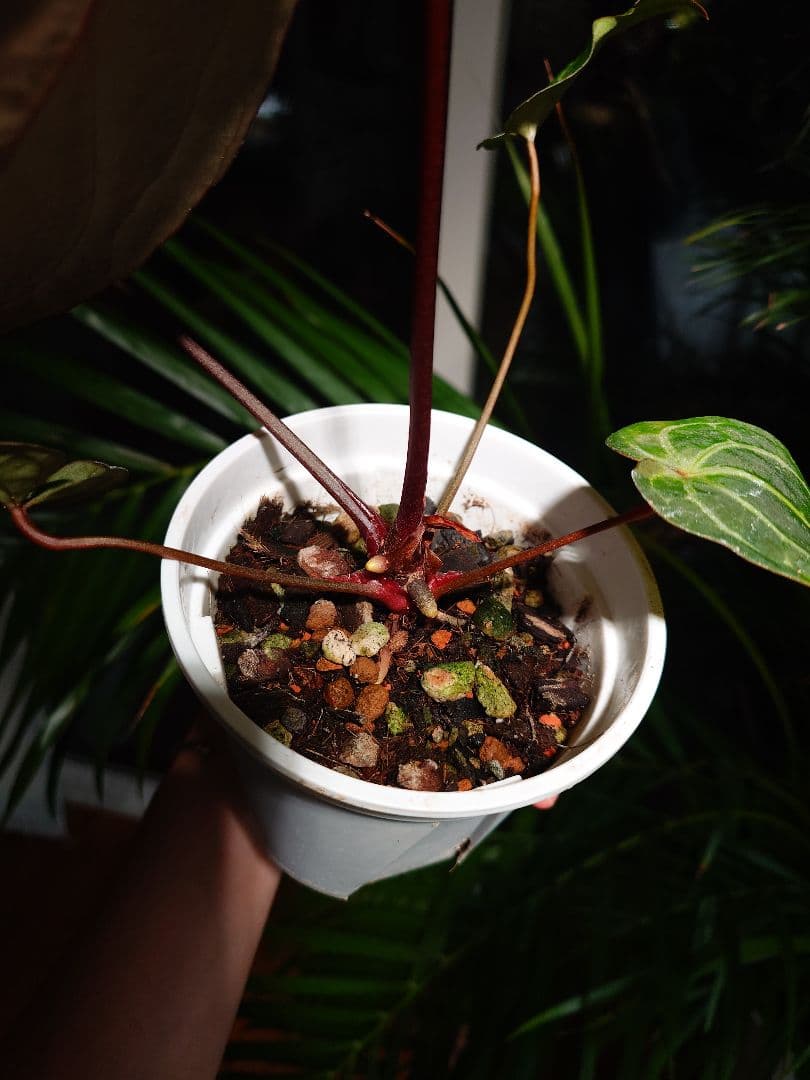 その他観葉植物 A.Red Crystallinum x Carlablackiae