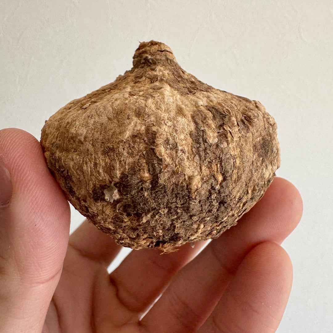 21.アデニア・オバタ 輸入直後ベアルート株　Adenia Ovata