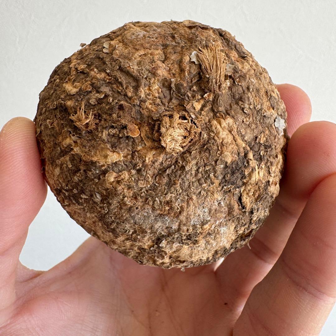 21.アデニア・オバタ 輸入直後ベアルート株　Adenia Ovata