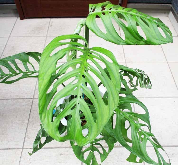 【現品】モンステラ・エスケレート( Monstera esqueleto)８号Ⅰ
