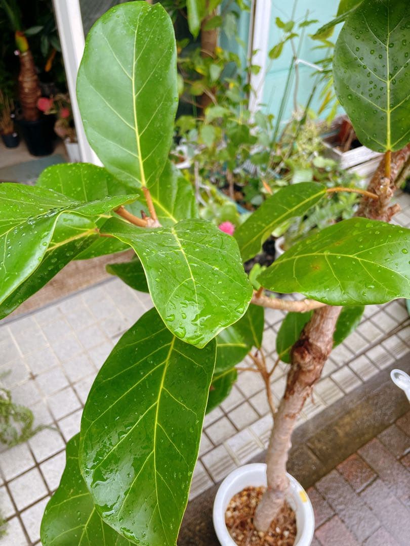 フィカス　アフリカンプリンス　8号　希少サイズ　着払い　引き取り大歓迎