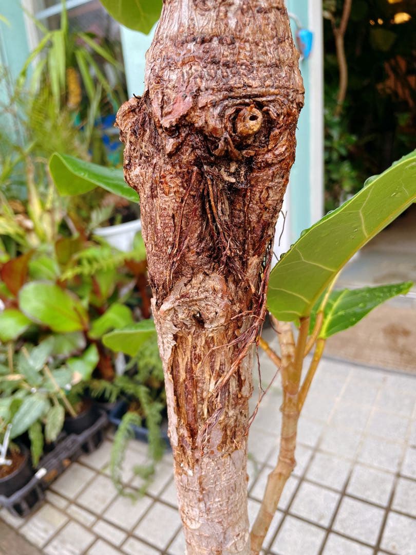 フィカス　アフリカンプリンス　8号　希少サイズ　着払い　引き取り大歓迎