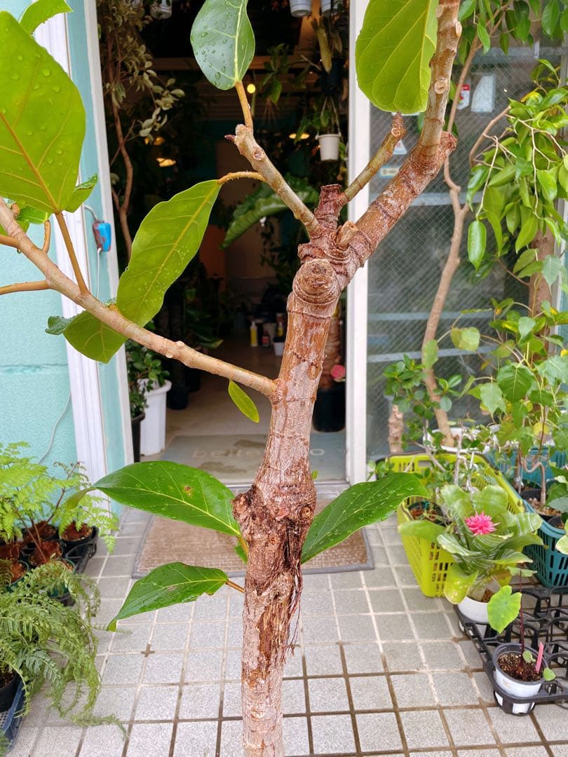 フィカス　アフリカンプリンス　8号　希少サイズ　着払い　引き取り大歓迎