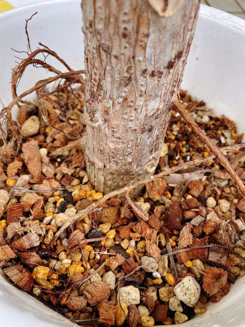 フィカス　アフリカンプリンス　8号　希少サイズ　着払い　引き取り大歓迎