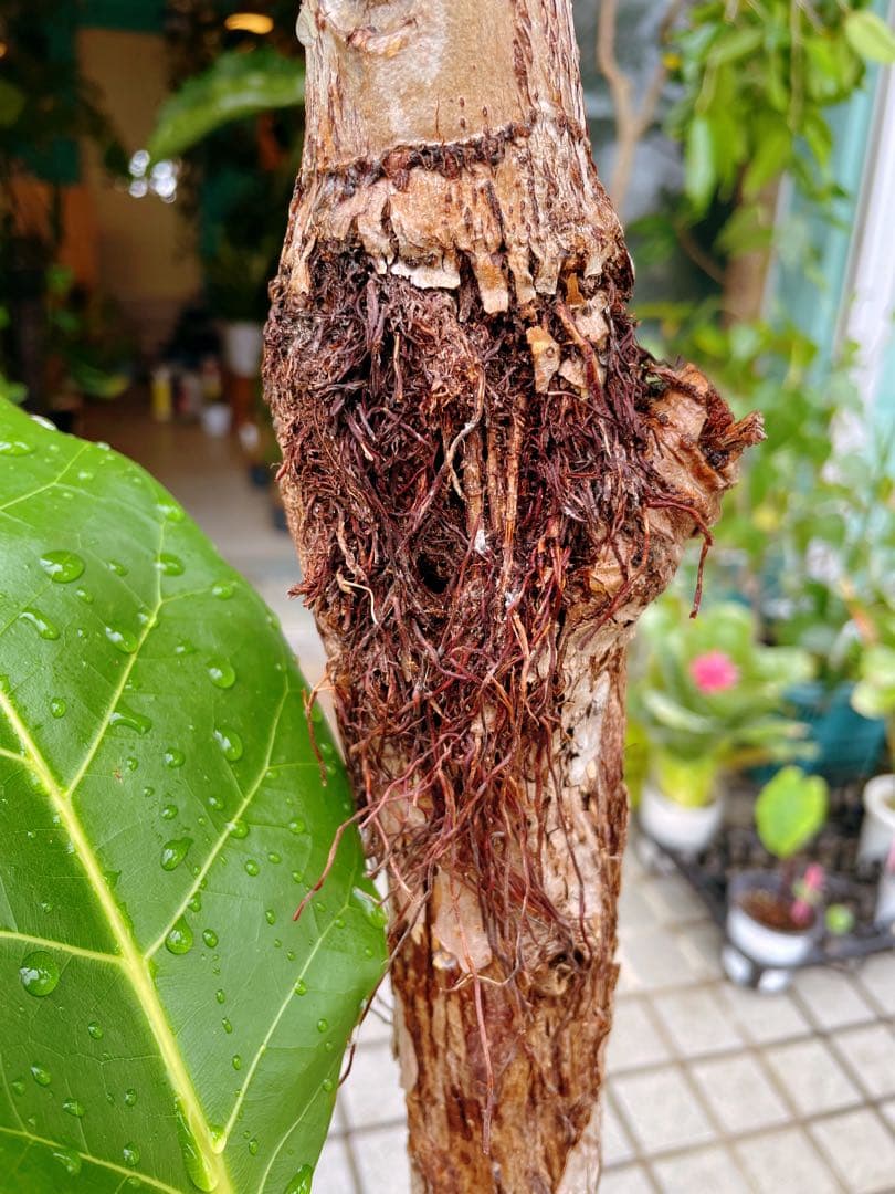 フィカス　アフリカンプリンス　8号　希少サイズ　着払い　引き取り大歓迎