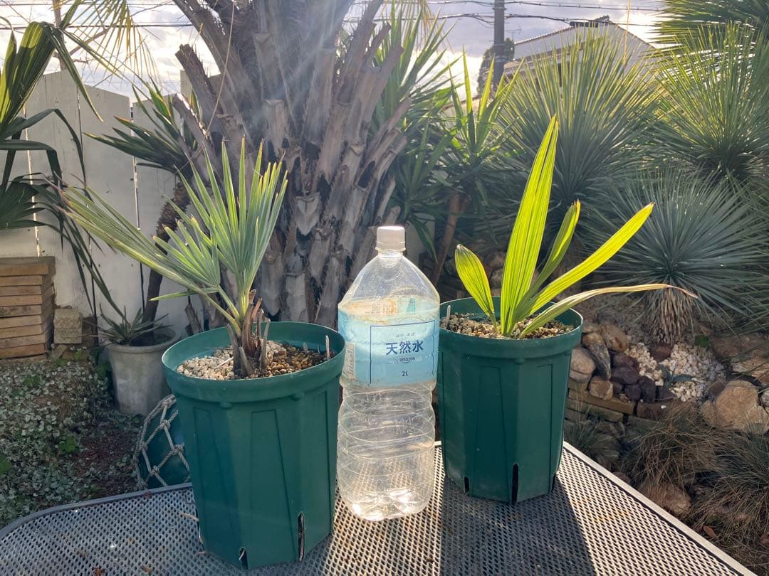 耐寒性　ヤシ　2種セット　ブラヘア　アルマータ　サバル　パルメット