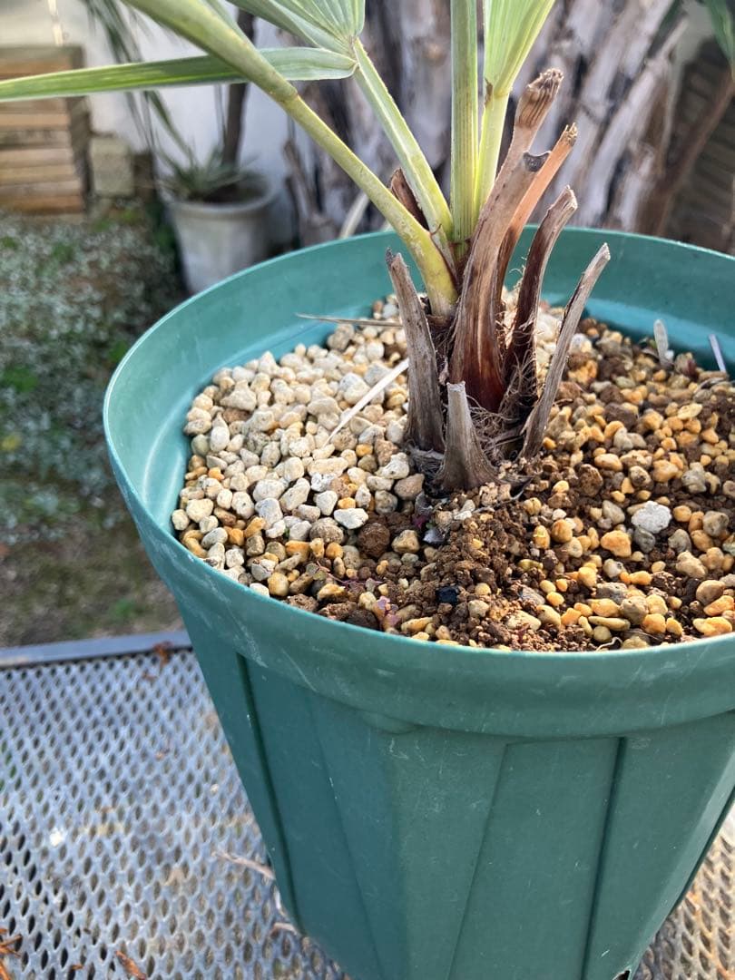 耐寒性　ヤシ　2種セット　ブラヘア　アルマータ　サバル　パルメット