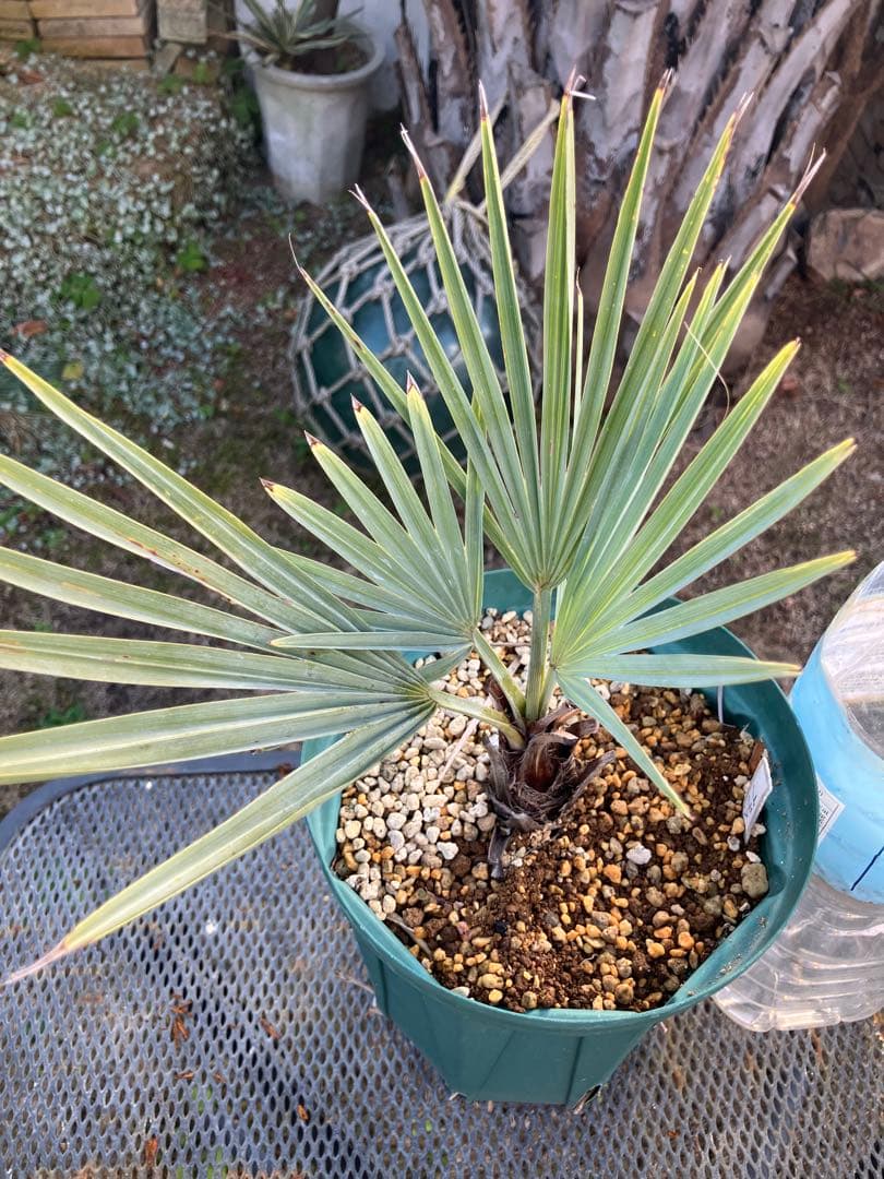 耐寒性　ヤシ　2種セット　ブラヘア　アルマータ　サバル　パルメット