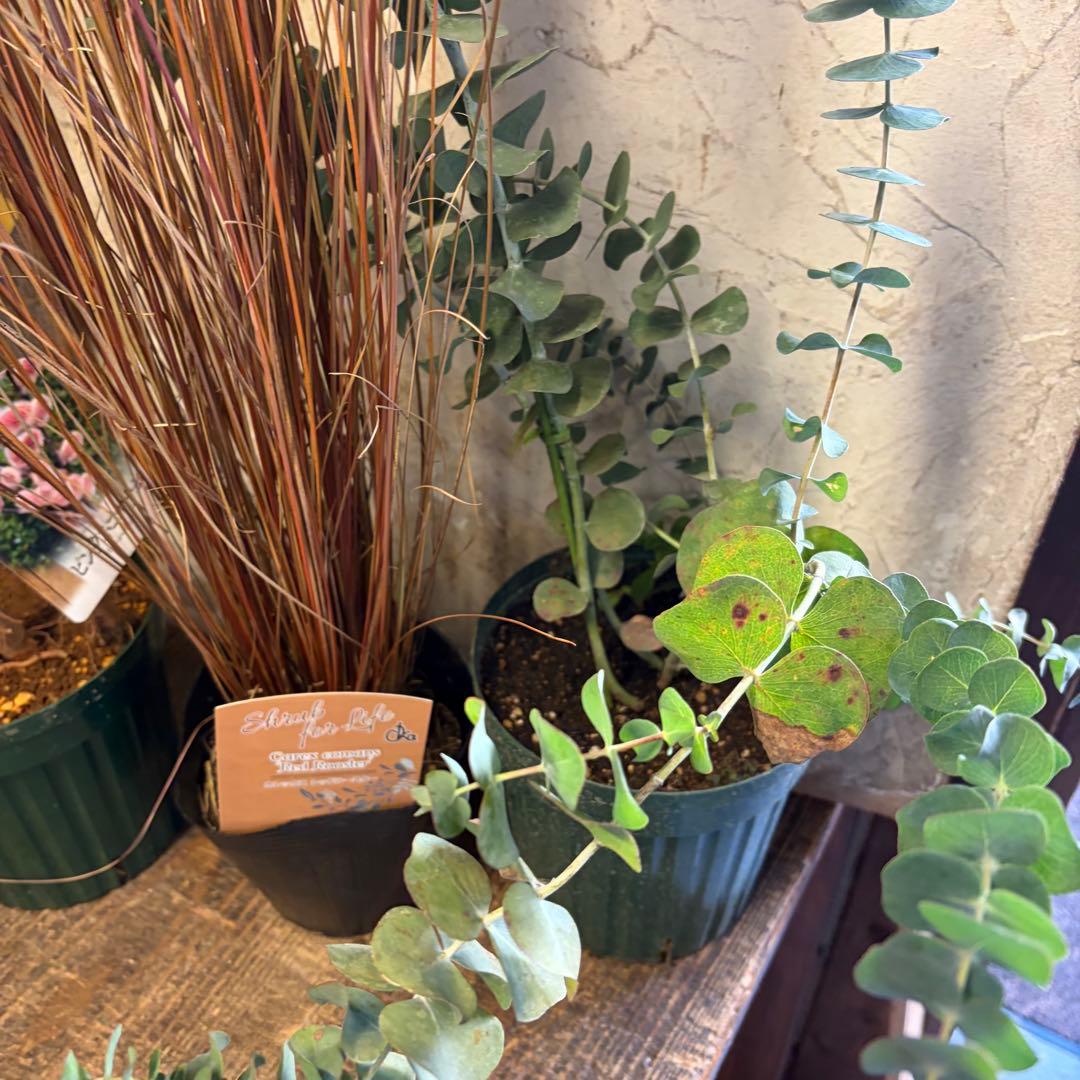 y*a様 ガーデニング　主役張れるアソート　５種　フィリカ　　ユーカリ