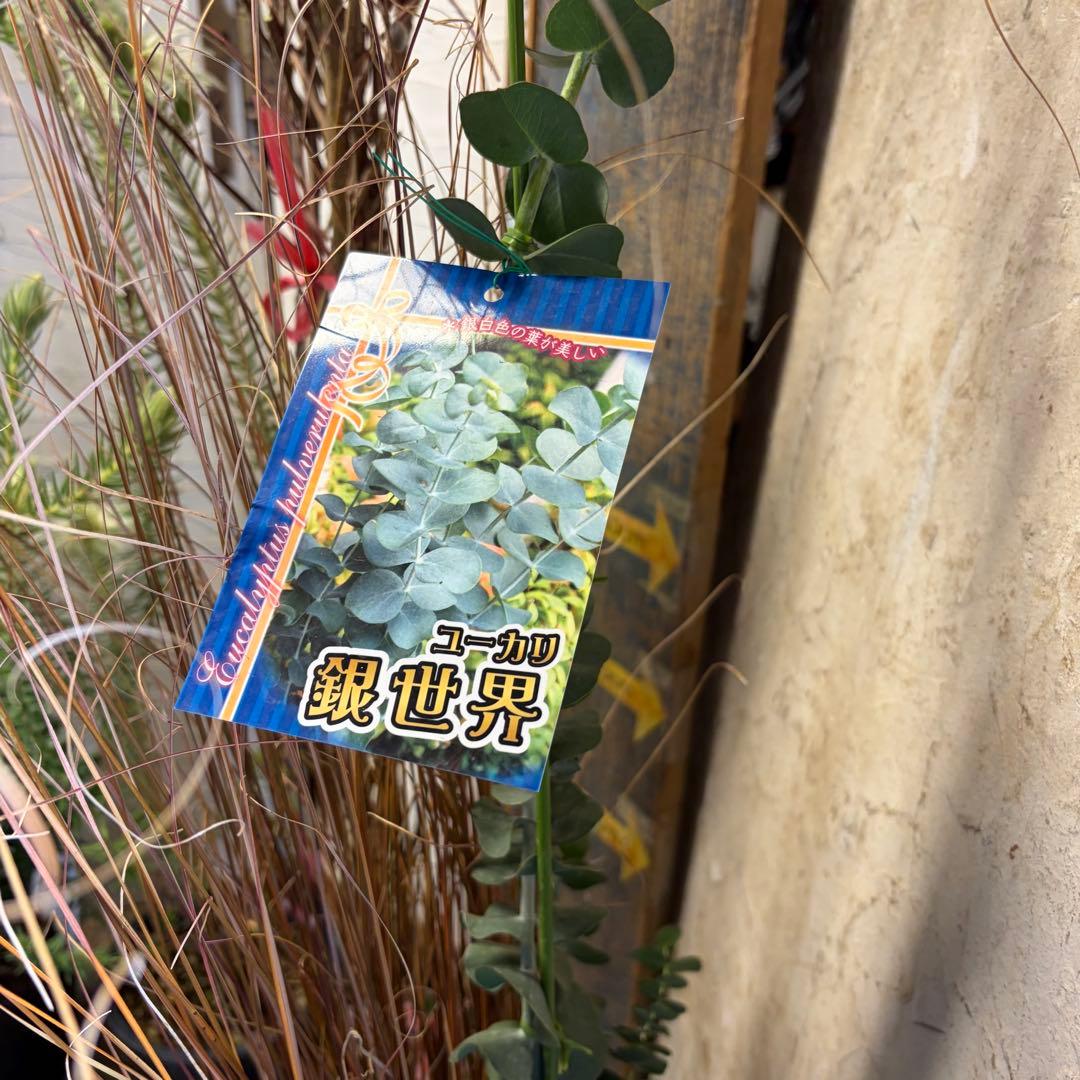 y*a様 ガーデニング　主役張れるアソート　５種　フィリカ　　ユーカリ