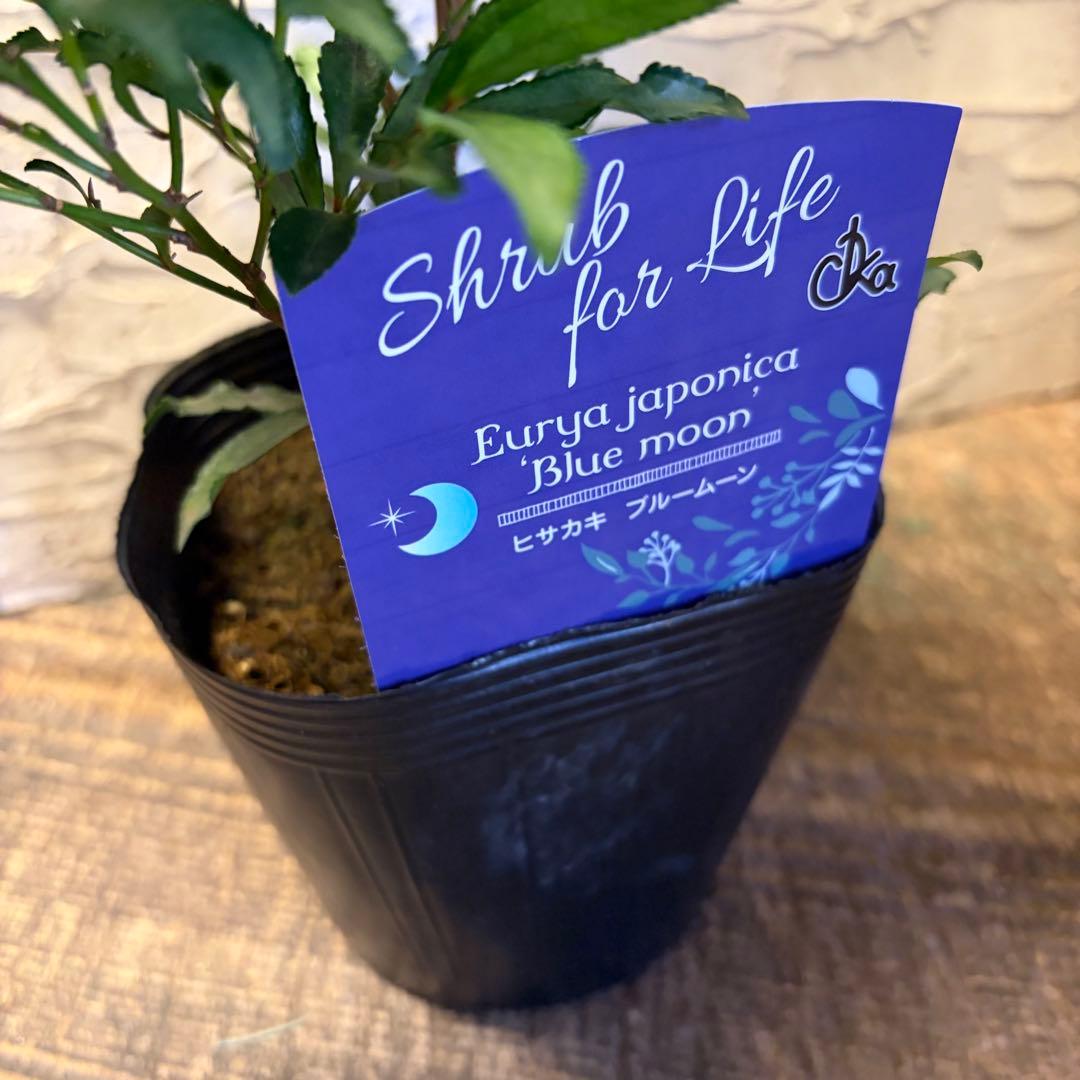 y*a様 ガーデニング　主役張れるアソート　５種　フィリカ　　ユーカリ