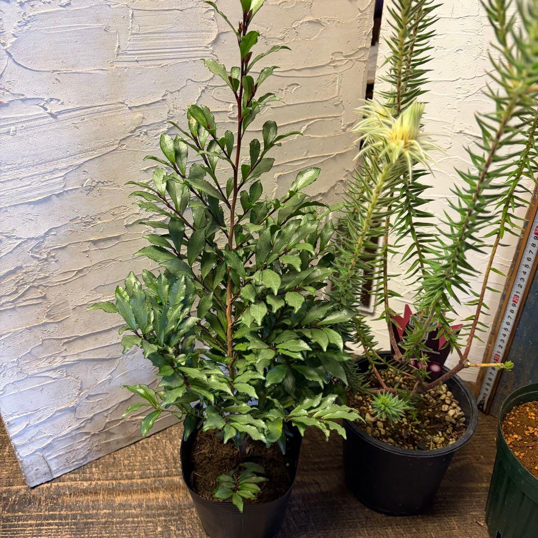 y*a様 ガーデニング　主役張れるアソート　５種　フィリカ　　ユーカリ