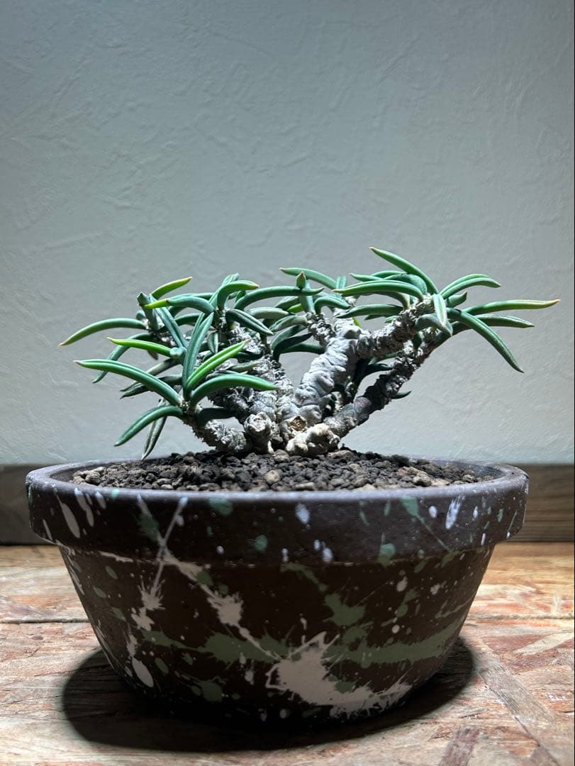 国内実生　長期管理株　ユーフォルビア　キリンドリフォリア　陶器鉢のまま発想　塊根