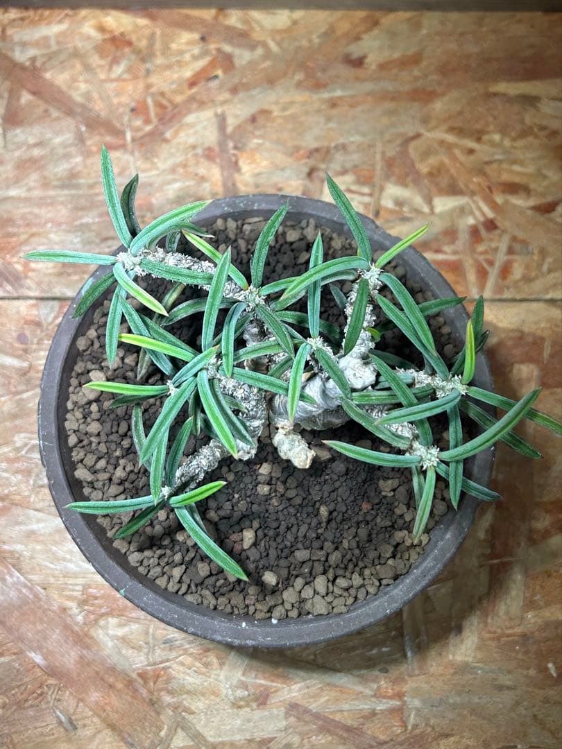 国内実生　長期管理株　ユーフォルビア　キリンドリフォリア　陶器鉢のまま発想　塊根