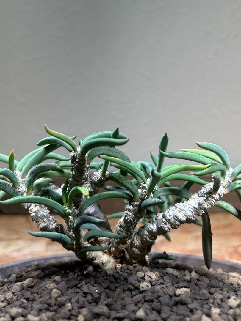 国内実生　長期管理株　ユーフォルビア　キリンドリフォリア　陶器鉢のまま発想　塊根