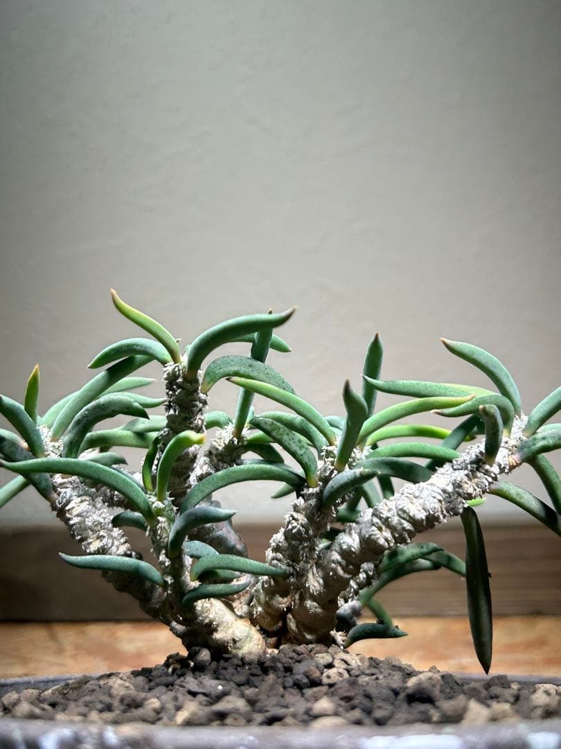 国内実生　長期管理株　ユーフォルビア　キリンドリフォリア　陶器鉢のまま発想　塊根